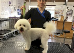Bichon Frise
