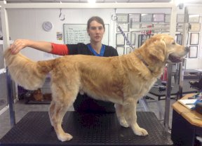 Goldern Retriever