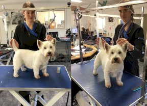 West Highland Terrier